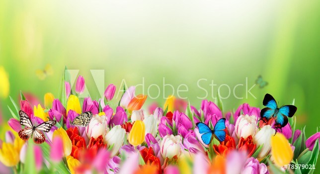 Picture of Beautiful bouquet of tulips